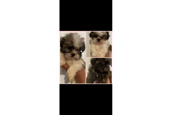 $550 : Puppies image 1