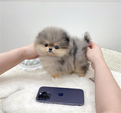 $300 : Pomeranian for sale image 2