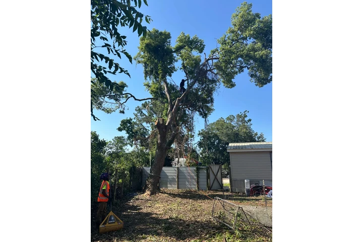 Professional Tree Services image 10