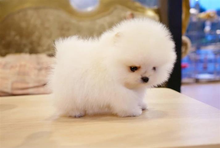 $350 : cachorro de Pomerania image 2