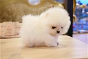 $350 : cachorro de Pomerania thumbnail