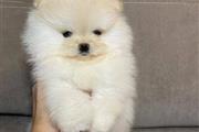 $350 : cachorros de Pomerania thumbnail