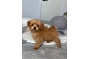 $350 : Adorable Maltipoo Puppies thumbnail