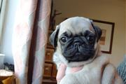 playful Pug puppies ready en Providence