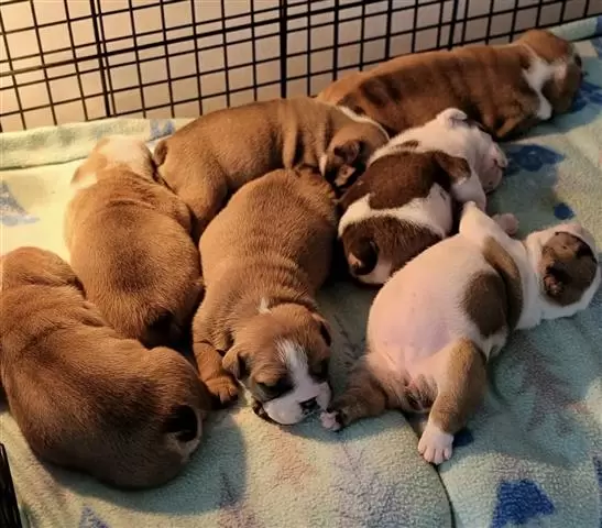 Bulldog Ingles Cachorros Exoti image 1
