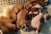 Bulldog Ingles Cachorros Exoti en Philadelphia
