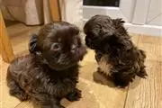 Adorables cachorros de shi tzu en Albuquerque