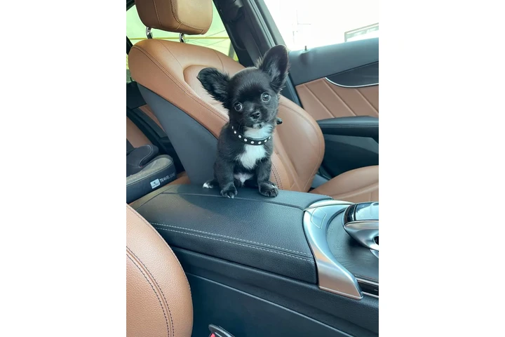 $250 : Teacup Chihuahua puppies image 5