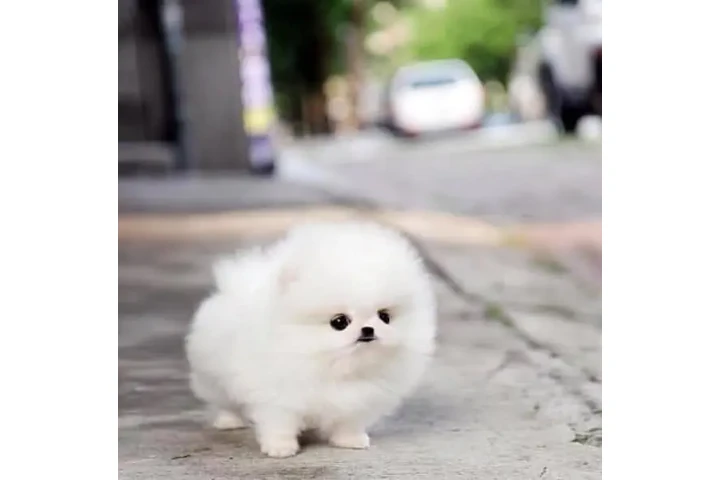 $350 : cachorros de Pomerania 🐶 image 2