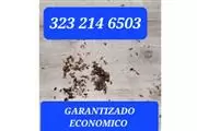 Fumigacion Economica Profunda