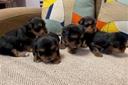 $500 : Yorkshire  puppies for sale thumbnail