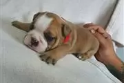 cachorros de bulldog inglés en Bronx