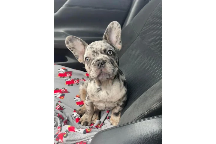 $475 : adorables bull francés Perro image 3