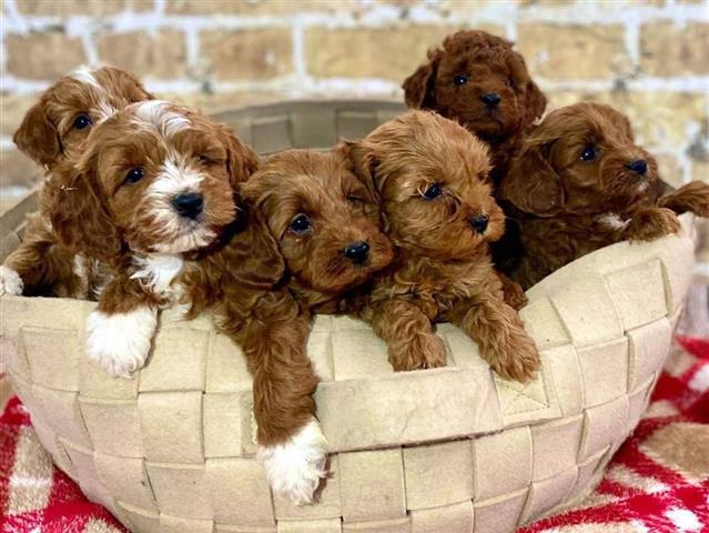 $500 : healthy Toy poodle puppies image 2