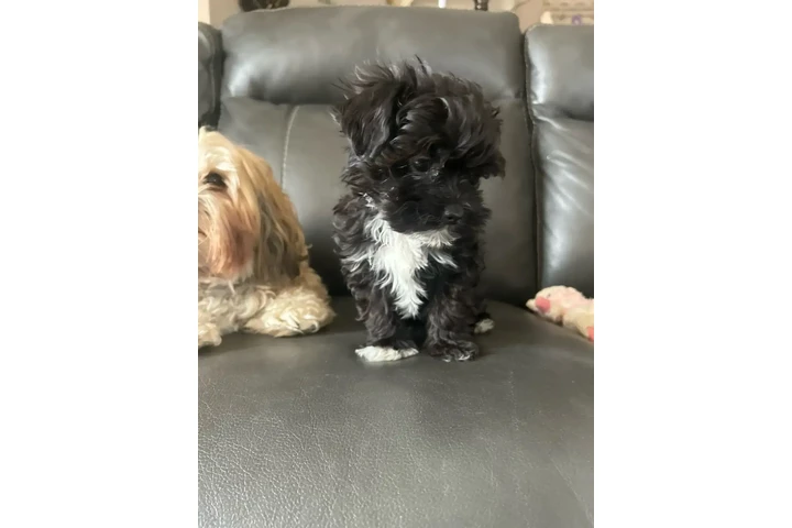 $2200 : Morkie Puppies image 3