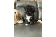 $2200 : Morkie Puppies thumbnail