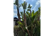 Mantenimiento de Jardines thumbnail