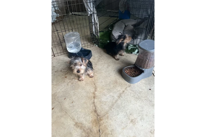 $400 : Yorkies image 6