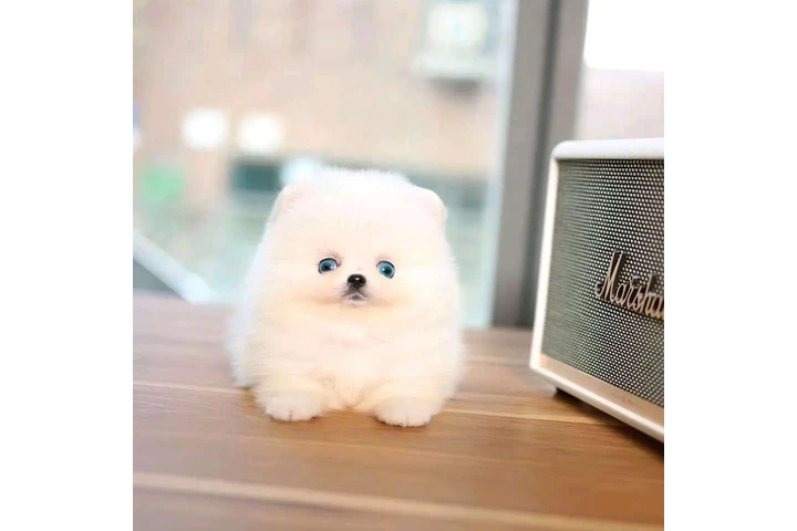 $300 : Pomeranian and French bulldog image 2