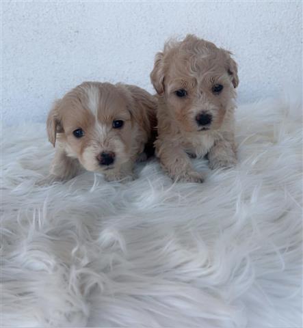 $450 : Perritos Maltipoo image 4