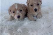 $450 : Perritos Maltipoo thumbnail