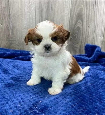 $500 : Sweet SHIH TZU puppies for sal image 1