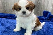 $500 : Sweet SHIH TZU puppies for sal thumbnail