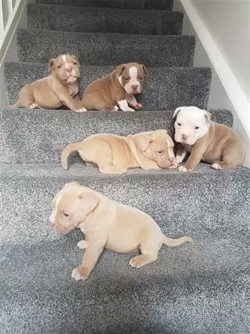 Amazing America bully Puppies image 2