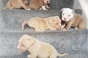 Amazing America bully Puppies thumbnail