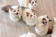 $350 : Ragdol Kittens Available thumbnail