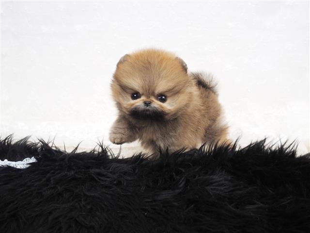 $350 : Pomerania en venta image 1