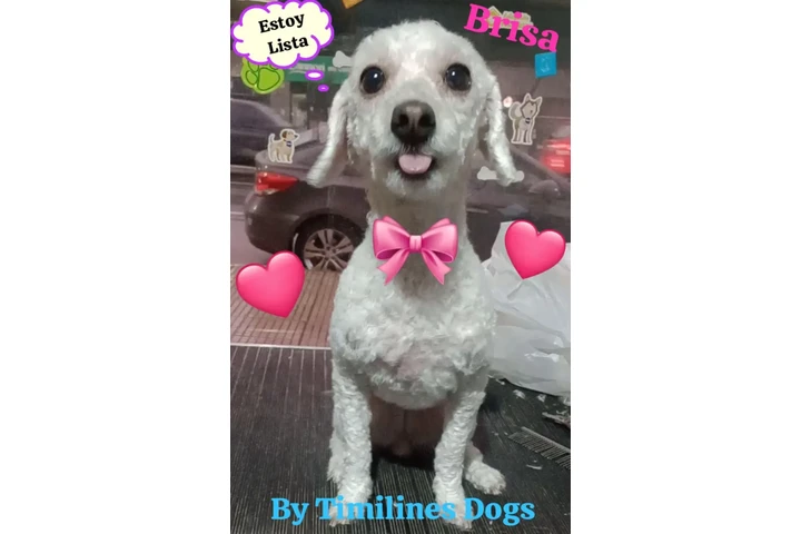 Peluquería y Adiestramiento image 5