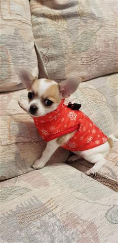 $400 : buy Chihuahua puppies image 3