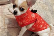 $400 : buy Chihuahua puppies thumbnail