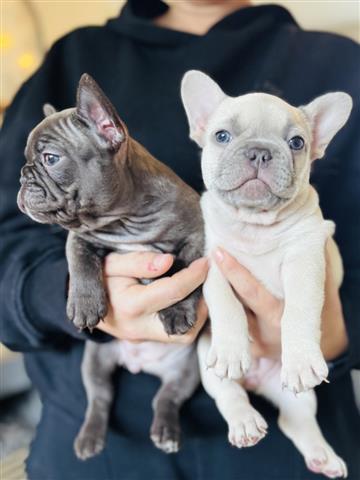 $520 : Two French bulldog Available image 1