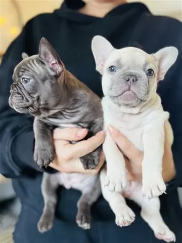 $400 : French bulldog Available image 1