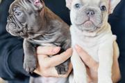 Two French bulldog Available en Binghamton