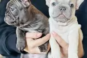 $400 : French bulldog Available thumbnail