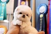 Teacup puppy for adoption en Atlanta