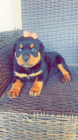 $650 : Perrita Rottweiler image 3