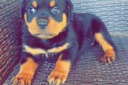 $650 : Perrita Rottweiler thumbnail