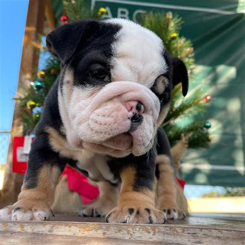 $500 : Bulldog puppies for sale image 1