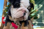 Bulldog puppies for sale en Chicago
