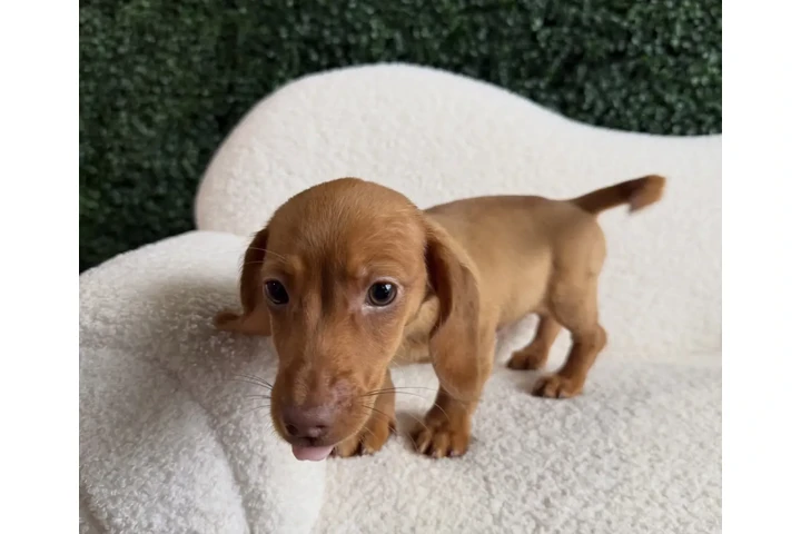 $400 : Cachorros de teckel estándar image 2