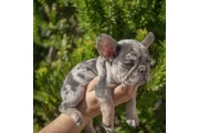 $500 : French bulldog and Pomeranian thumbnail