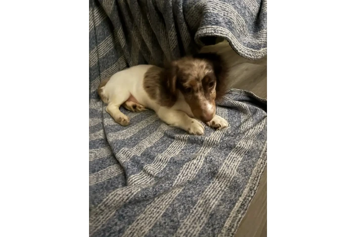 $2000 : Dapple pied miniature dachshun image 10