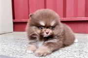 Pomerania en venta en Detroit