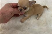 $250 : Chihuahua puppies for sale thumbnail