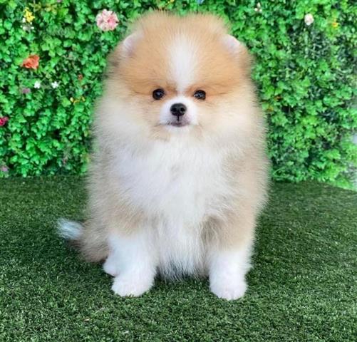 $250 : Teacup Pomeranian Puppies image 2