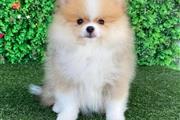 $250 : Teacup Pomeranian Puppies thumbnail